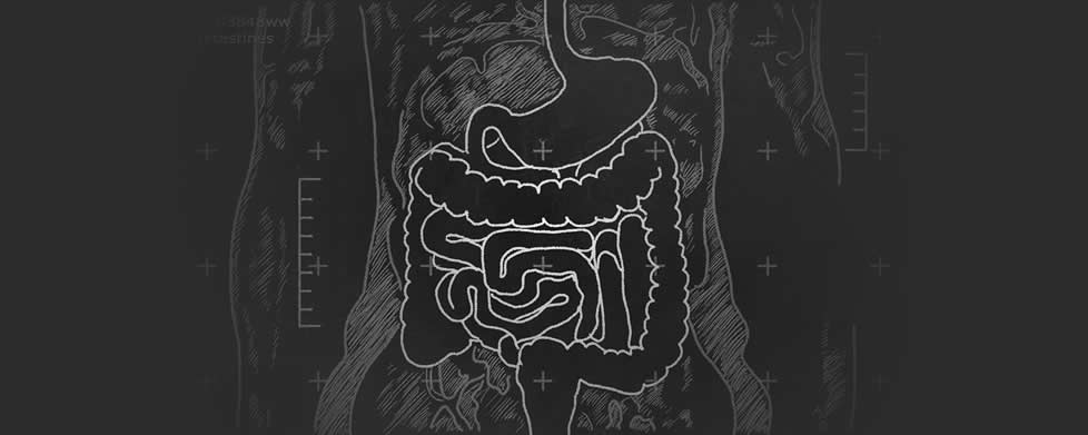 das Bild zeigt den Darm, wo man Chronisch-entzündliche Darmerkrankungen findet